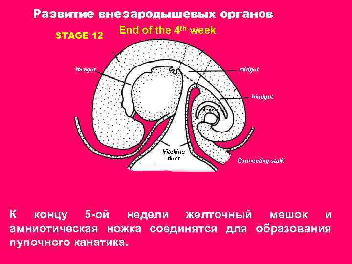 Внезародышевые органы презентация