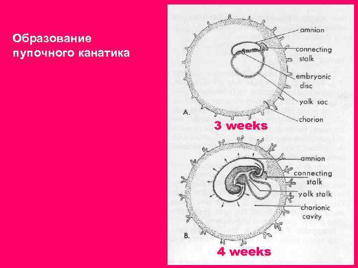 Образование пупочного канатика 3 weeks 4 weeks 