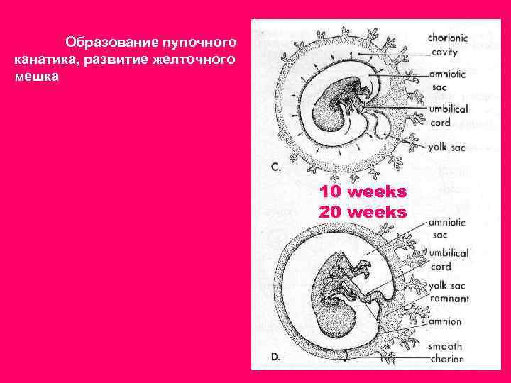 Образование пупочного канатика, развитие желточного мешка 10 weeks 20 weeks 