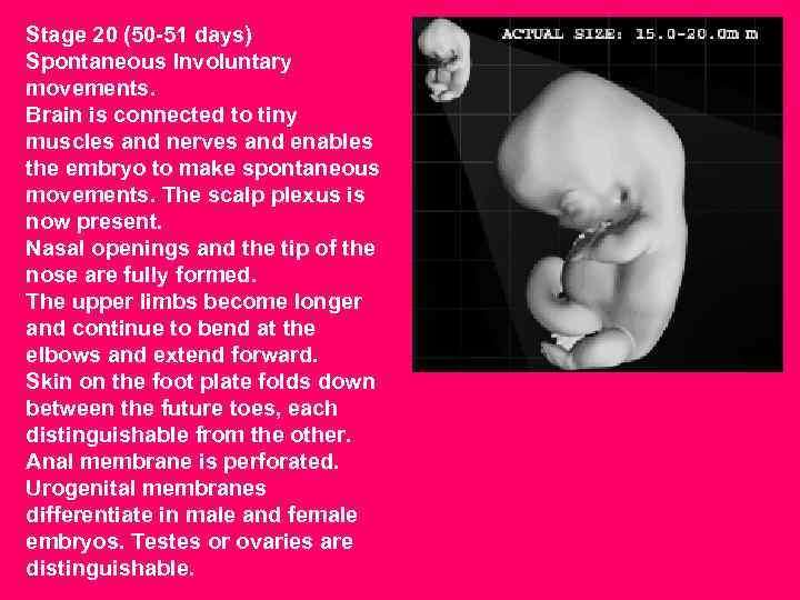 Stage 20 (50 -51 days) Spontaneous Involuntary movements. Brain is connected to tiny muscles