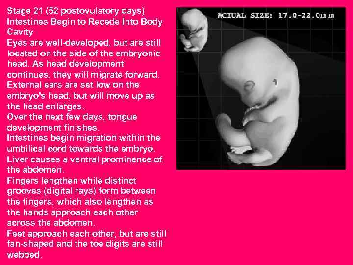 Stage 21 (52 postovulatory days) Intestines Begin to Recede Into Body Cavity Eyes are