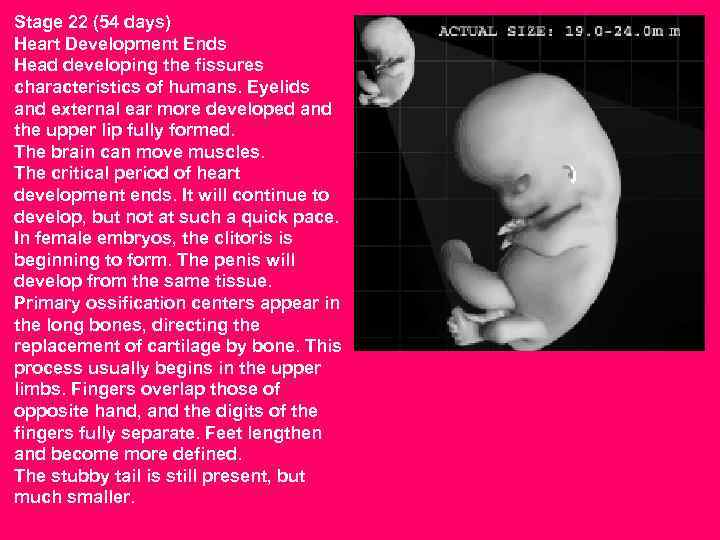 Stage 22 (54 days) Heart Development Ends Head developing the fissures characteristics of humans.