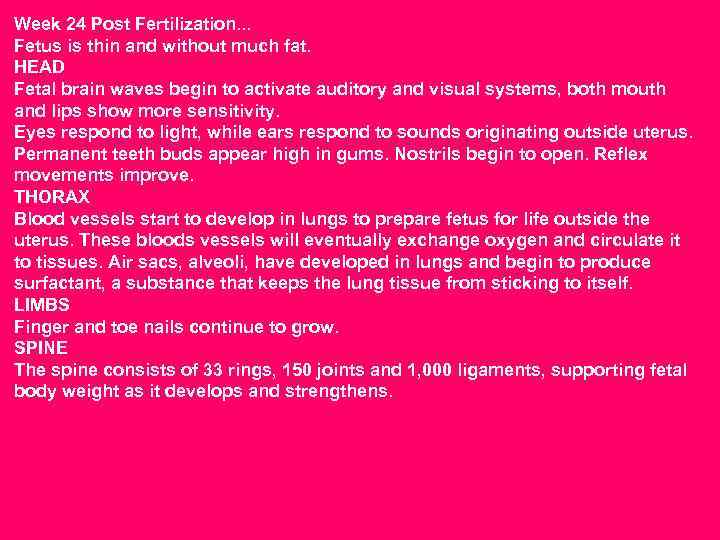Week 24 Post Fertilization. . . Fetus is thin and without much fat. HEAD