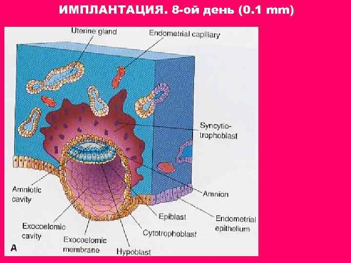 ИМПЛАНТАЦИЯ. 8 -ой день (0. 1 mm) 