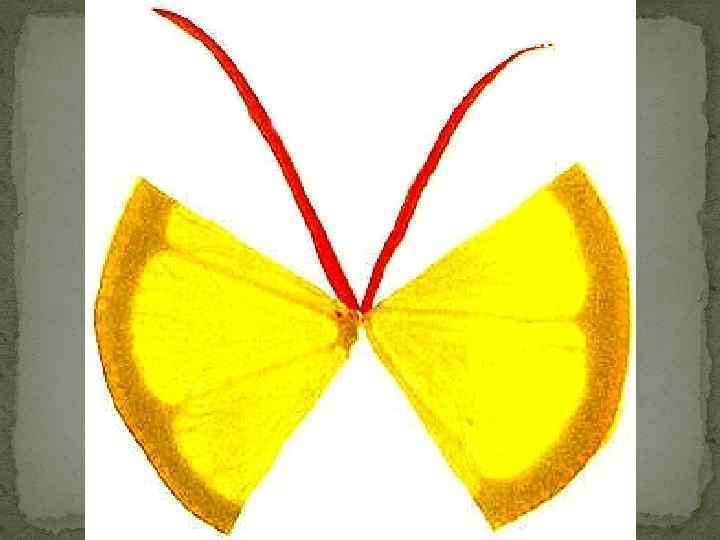 Бабочка из цитрусовых 