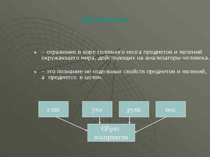 Восприятие u u – отражение в коре головного мозга предметов и явлений окружающего мира,