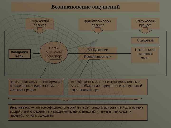 Возникновение ощущений Физический процесс физиологический процесс Психический процесс Ощущение Раздражи тели Орган ощущений (рецептор)