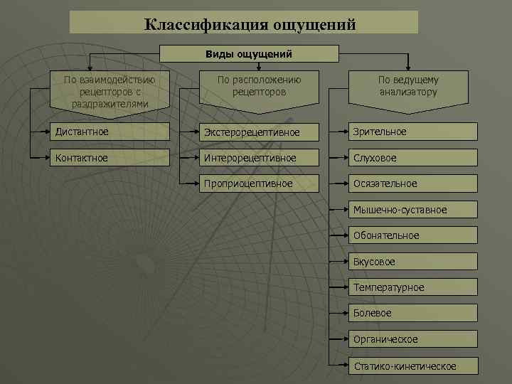 Классификация ощущений Виды ощущений По взаимодействию рецепторов с раздражителями По расположению рецепторов По ведущему