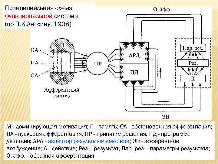 Принципиальная схема функциональной системы (по П. К. Анохину, 1968) М - доминирующая мотивация; П