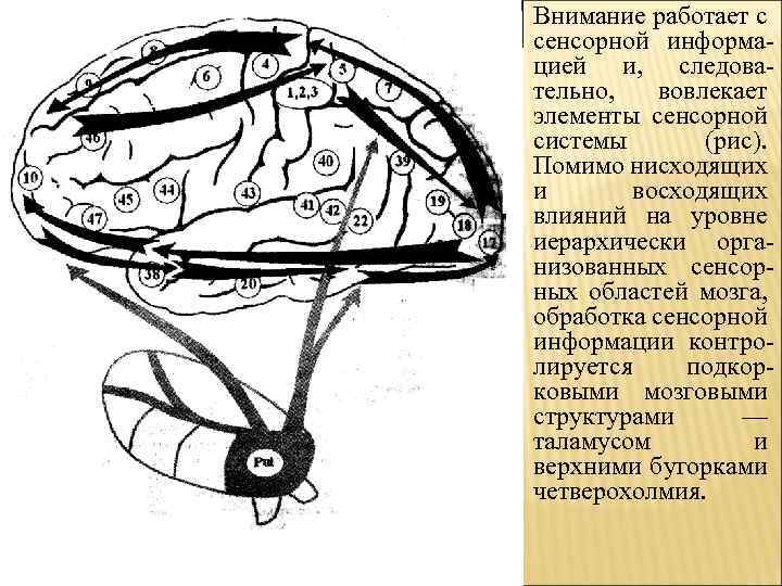 Внимание работает с сенсорной информа цией и, следова тельно, вовлекает элементы сенсорной системы (рис).