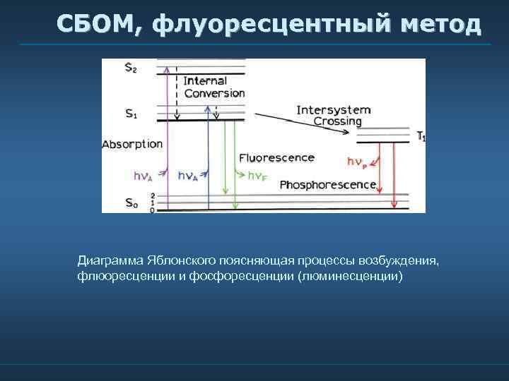 СБОМ, флуоресцентный метод Диаграмма Яблонского поясняющая процессы возбуждения, флюоресценции и фосфоресценции (люминесценции). 