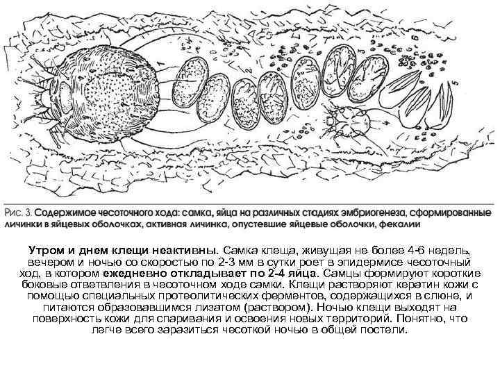 Утром и днем клещи неактивны. Самка клеща, живущая не более 4 -6 недель, вечером