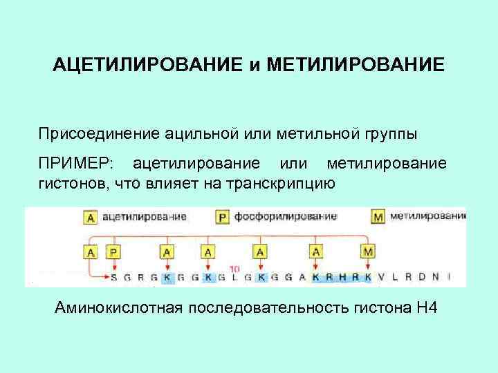 АЦЕТИЛИРОВАНИЕ и МЕТИЛИРОВАНИЕ Присоединение ацильной или метильной группы ПРИМЕР: ацетилирование или метилирование гистонов, что