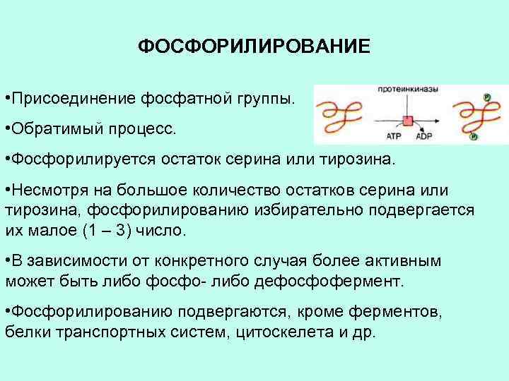 ФОСФОРИЛИРОВАНИЕ • Присоединение фосфатной группы. • Обратимый процесс. • Фосфорилируется остаток серина или тирозина.