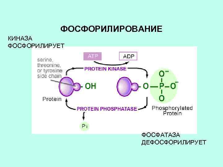 ФОСФОРИЛИРОВАНИЕ КИНАЗА ФОСФОРИЛИРУЕТ ФОСФАТАЗА ДЕФОСФОРИЛИРУЕТ 