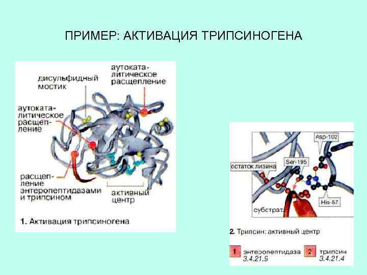 ПРИМЕР: АКТИВАЦИЯ ТРИПСИНОГЕНА 