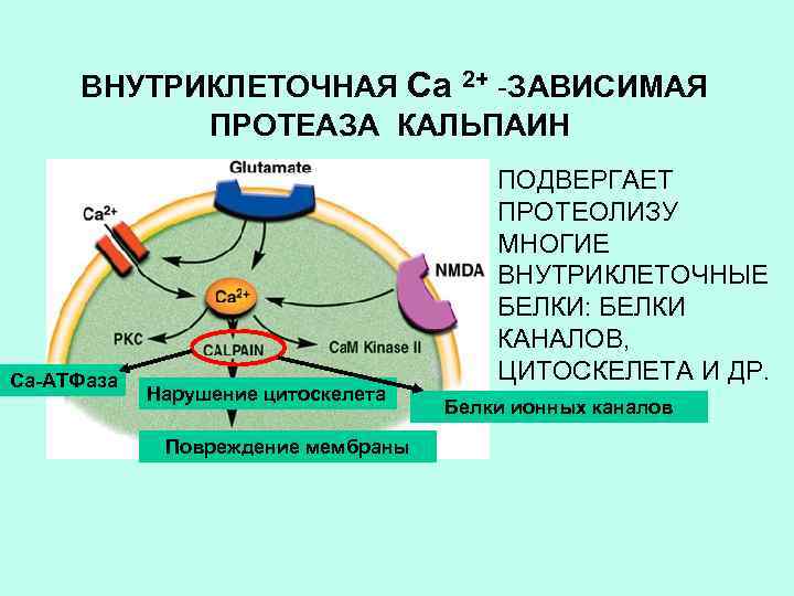 ВНУТРИКЛЕТОЧНАЯ Са 2+ -ЗАВИСИМАЯ ПРОТЕАЗА КАЛЬПАИН Са-АТФаза Нарушение цитоскелета Повреждение мембраны ПОДВЕРГАЕТ ПРОТЕОЛИЗУ МНОГИЕ