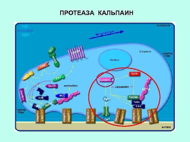 ПРОТЕАЗА КАЛЬПАИН 