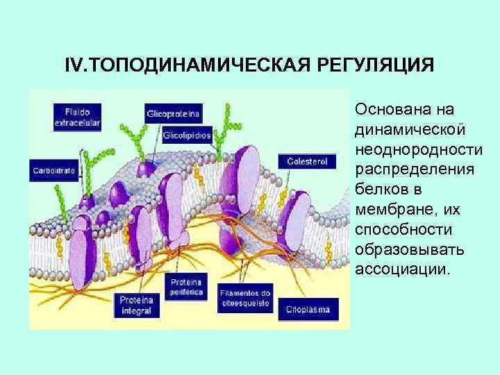 IV. ТОПОДИНАМИЧЕСКАЯ РЕГУЛЯЦИЯ Основана на динамической неоднородности распределения белков в мембране, их способности образовывать