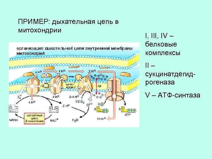 ПРИМЕР: дыхательная цепь в митохондрии I, III, IV – белковые комплексы II – сукцинатдегидрогеназа