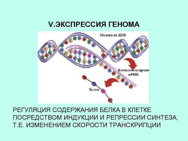 V. ЭКСПРЕССИЯ ГЕНОМА РЕГУЛЯЦИЯ СОДЕРЖАНИЯ БЕЛКА В КЛЕТКЕ ПОСРЕДСТВОМ ИНДУКЦИИ И РЕПРЕССИИ СИНТЕЗА, Т.