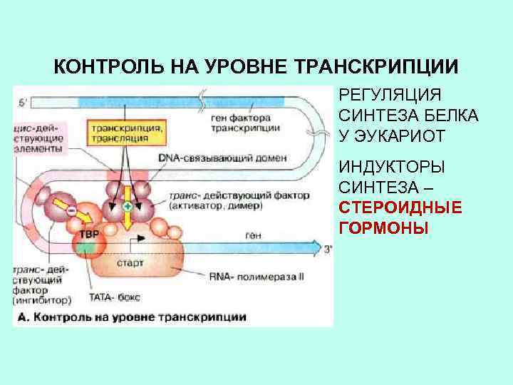 КОНТРОЛЬ НА УРОВНЕ ТРАНСКРИПЦИИ РЕГУЛЯЦИЯ СИНТЕЗА БЕЛКА У ЭУКАРИОТ ИНДУКТОРЫ СИНТЕЗА – СТЕРОИДНЫЕ ГОРМОНЫ