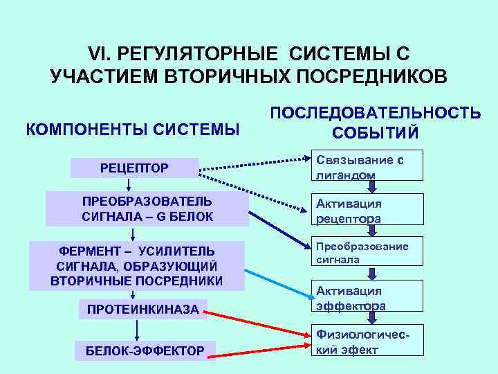 VI. РЕГУЛЯТОРНЫЕ СИСТЕМЫ С УЧАСТИЕМ ВТОРИЧНЫХ ПОСРЕДНИКОВ КОМПОНЕНТЫ СИСТЕМЫ РЕЦЕПТОР ПРЕОБРАЗОВАТЕЛЬ СИГНАЛА – G