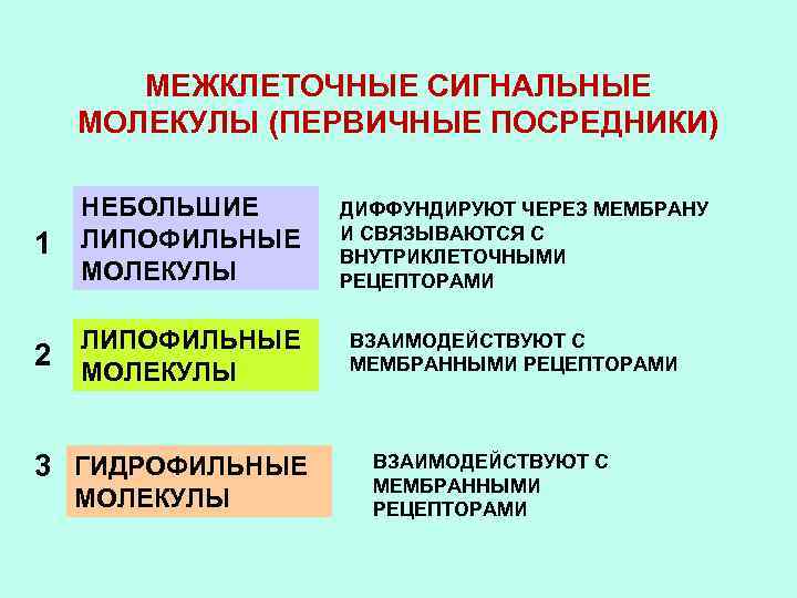 МЕЖКЛЕТОЧНЫЕ СИГНАЛЬНЫЕ МОЛЕКУЛЫ (ПЕРВИЧНЫЕ ПОСРЕДНИКИ) 1 НЕБОЛЬШИЕ ЛИПОФИЛЬНЫЕ МОЛЕКУЛЫ 2 ЛИПОФИЛЬНЫЕ МОЛЕКУЛЫ 3 ГИДРОФИЛЬНЫЕ