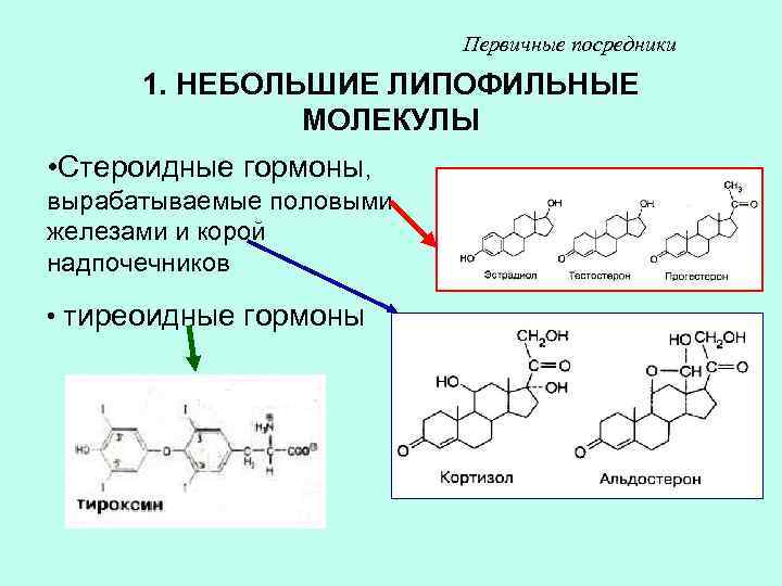 Первичные посредники 1. НЕБОЛЬШИЕ ЛИПОФИЛЬНЫЕ МОЛЕКУЛЫ • Стероидные гормоны, вырабатываемые половыми железами и корой