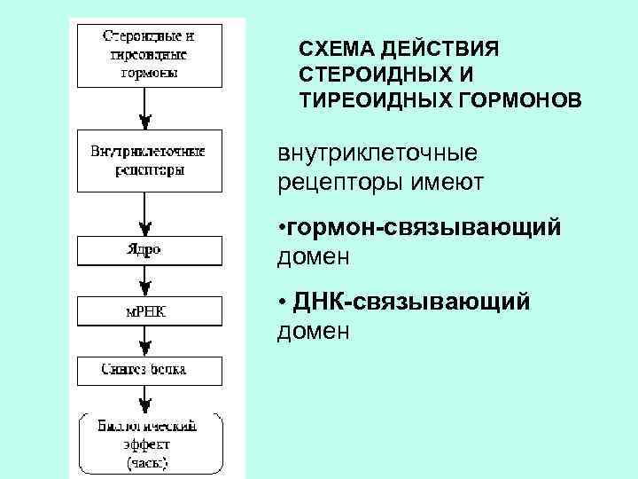 СХЕМА ДЕЙСТВИЯ СТЕРОИДНЫХ И ТИРЕОИДНЫХ ГОРМОНОВ внутриклеточные рецепторы имеют • гормон-связывающий домен • ДНК-связывающий