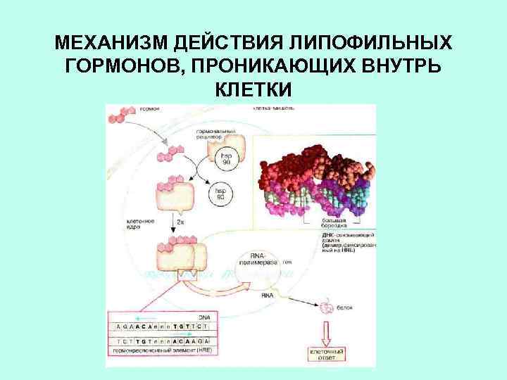 МЕХАНИЗМ ДЕЙСТВИЯ ЛИПОФИЛЬНЫХ ГОРМОНОВ, ПРОНИКАЮЩИХ ВНУТРЬ КЛЕТКИ 