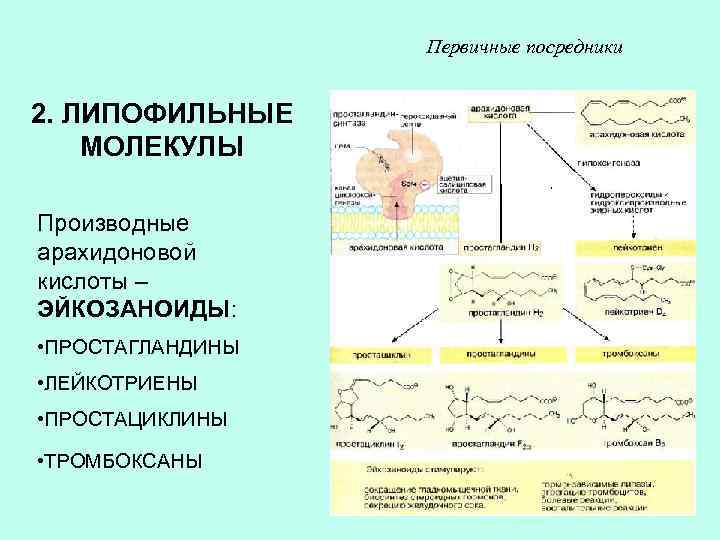 Первичные посредники 2. ЛИПОФИЛЬНЫЕ МОЛЕКУЛЫ Производные арахидоновой кислоты – ЭЙКОЗАНОИДЫ: • ПРОСТАГЛАНДИНЫ • ЛЕЙКОТРИЕНЫ