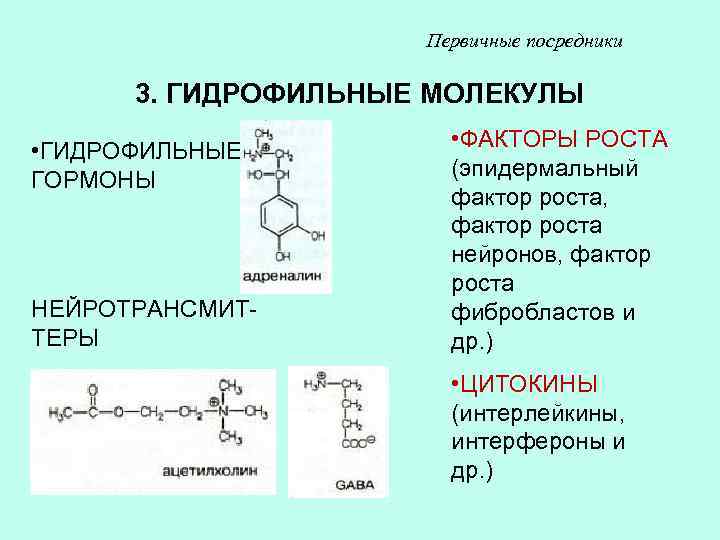 Первичные посредники 3. ГИДРОФИЛЬНЫЕ МОЛЕКУЛЫ • ГИДРОФИЛЬНЫЕ ГОРМОНЫ НЕЙРОТРАНСМИТТЕРЫ • ФАКТОРЫ РОСТА (эпидермальный фактор