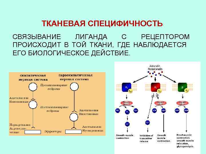 ТКАНЕВАЯ СПЕЦИФИЧНОСТЬ СВЯЗЫВАНИЕ ЛИГАНДА С РЕЦЕПТОРОМ ПРОИСХОДИТ В ТОЙ ТКАНИ, ГДЕ НАБЛЮДАЕТСЯ ЕГО БИОЛОГИЧЕСКОЕ