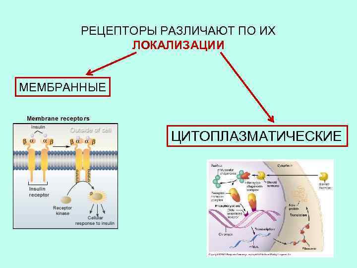 РЕЦЕПТОРЫ РАЗЛИЧАЮТ ПО ИХ ЛОКАЛИЗАЦИИ МЕМБРАННЫЕ ЦИТОПЛАЗМАТИЧЕСКИЕ 