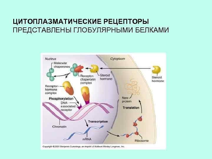 ЦИТОПЛАЗМАТИЧЕСКИЕ РЕЦЕПТОРЫ ПРЕДСТАВЛЕНЫ ГЛОБУЛЯРНЫМИ БЕЛКАМИ 