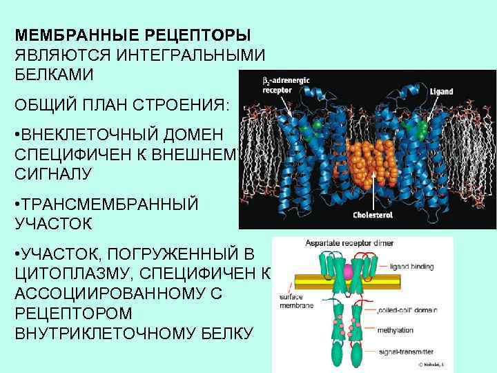 МЕМБРАННЫЕ РЕЦЕПТОРЫ ЯВЛЯЮТСЯ ИНТЕГРАЛЬНЫМИ БЕЛКАМИ ОБЩИЙ ПЛАН СТРОЕНИЯ: • ВНЕКЛЕТОЧНЫЙ ДОМЕН СПЕЦИФИЧЕН К ВНЕШНЕМУ