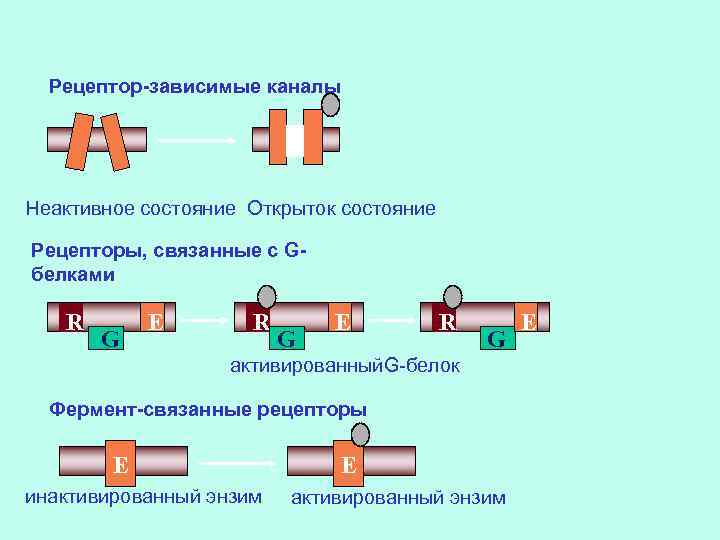 Рецептор-зависимые каналы Неактивное состояние Открыток состояние Рецепторы, связанные с Gбелками R G E R