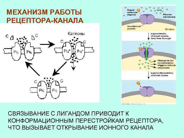 МЕХАНИЗМ РАБОТЫ РЕЦЕПТОРА-КАНАЛА СВЯЗЫВАНИЕ С ЛИГАНДОМ ПРИВОДИТ К КОНФОРМАЦИОННЫМ ПЕРЕСТРОЙКАМ РЕЦЕПТОРА, ЧТО ВЫЗЫВАЕТ ОТКРЫВАНИЕ