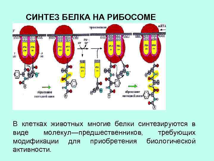 Синтез белка на рибосоме