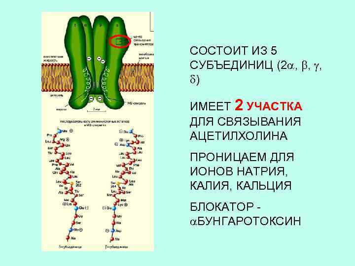 СОСТОИТ ИЗ 5 СУБЪЕДИНИЦ (2 , , , ) ИМЕЕТ 2 УЧАСТКА ДЛЯ СВЯЗЫВАНИЯ