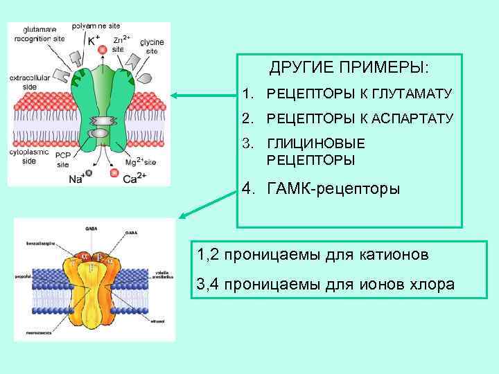 ДРУГИЕ ПРИМЕРЫ: 1. РЕЦЕПТОРЫ К ГЛУТАМАТУ 2. РЕЦЕПТОРЫ К АСПАРТАТУ 3. ГЛИЦИНОВЫЕ РЕЦЕПТОРЫ 4.