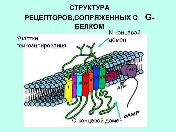 СТРУКТУРА РЕЦЕПТОРОВ, СОПРЯЖЕННЫХ С БЕЛКОМ Участки гликозилирования N-концевой домен С-концевой домен G- 