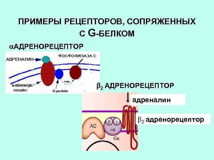 ПРИМЕРЫ РЕЦЕПТОРОВ, СОПРЯЖЕННЫХ С G-БЕЛКОМ АДРЕНОРЕЦЕПТОР 2 АДРЕНОРЕЦЕПТОР адреналин 2 адренорецептор 