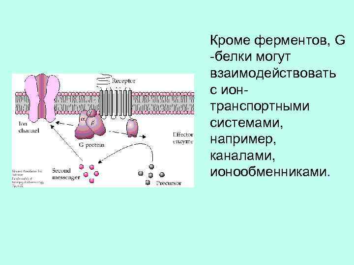 Кроме ферментов, G -белки могут взаимодействовать с ионтранспортными системами, например, каналами, ионообменниками. 