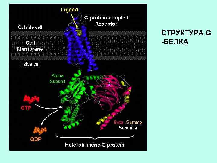 СТРУКТУРА G -БЕЛКА 