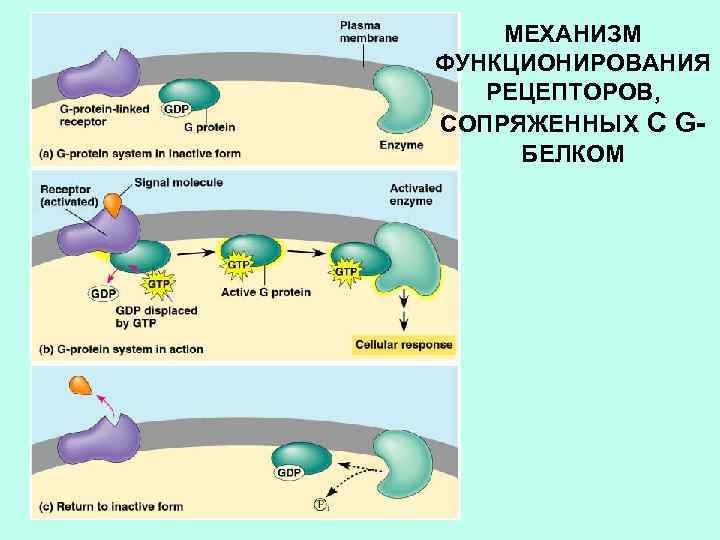 МЕХАНИЗМ ФУНКЦИОНИРОВАНИЯ РЕЦЕПТОРОВ, СОПРЯЖЕННЫХ С GБЕЛКОМ 