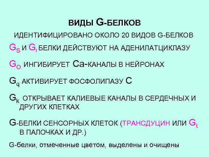 ВИДЫ G-БЕЛКОВ ИДЕНТИФИЦИРОВАНО ОКОЛО 20 ВИДОВ G-БЕЛКОВ GS И GI БЕЛКИ ДЕЙСТВУЮТ НА АДЕНИЛАТЦИКЛАЗУ