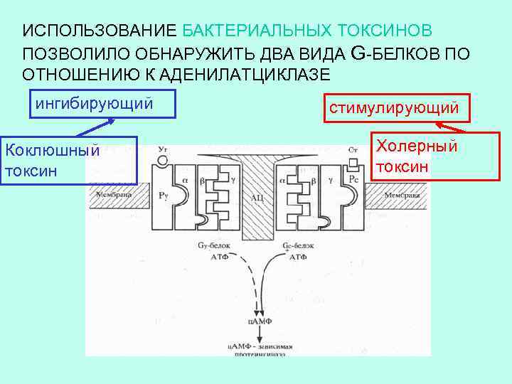 ИСПОЛЬЗОВАНИЕ БАКТЕРИАЛЬНЫХ ТОКСИНОВ ПОЗВОЛИЛО ОБНАРУЖИТЬ ДВА ВИДА G-БЕЛКОВ ПО ОТНОШЕНИЮ К АДЕНИЛАТЦИКЛАЗЕ ингибирующий Коклюшный