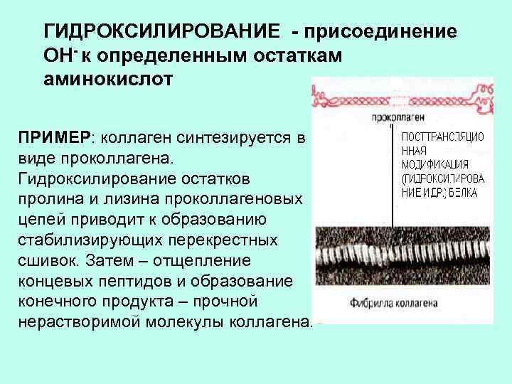 ГИДРОКСИЛИРОВАНИЕ - присоединение ОН- к определенным остаткам аминокислот ПРИМЕР: коллаген синтезируется в виде проколлагена.